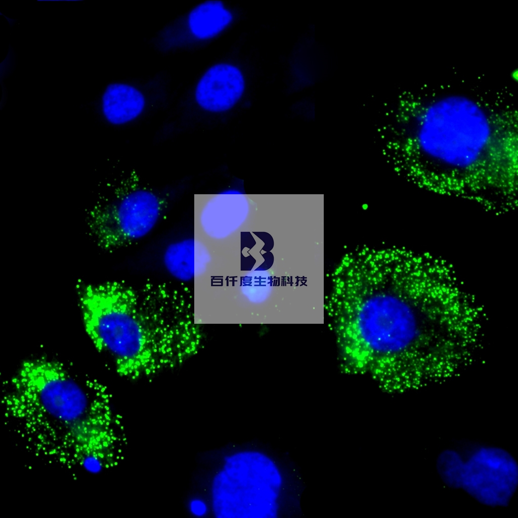 免疫荧光单标 - 百仟度生物|病理实验|组化荧光|石蜡切片|透射电镜